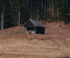 Семейный отдых в «Лесных далях»