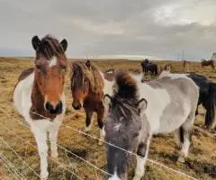 Выходные на природе «Тополя»