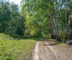 Барнхаус среди берёз под Калязином